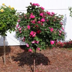 Pink Knock Out® Rose Tree -Nature Garden Store Pink Knockout Rose Tree 2
