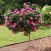 Pink Knock Out® Rose Tree -Nature Garden Store Pink Knockout Rose Tree FGT 600x600 04388905 db60 4ebf 8baa 6e25185dab4b
