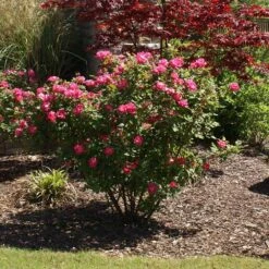 Double Pink Knock Out® Rose 11 Double Pink Knock Out® Rose -Nature Garden Store Pink Knockout Shrub 3