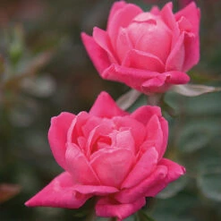 Double Pink Knock Out® Rose 9 Double Pink Knock Out® Rose -Nature Garden Store Pink Knockout Shrub 4 FGT
