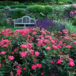 Double Pink Knock Out® Rose 10 Double Pink Knock Out® Rose -Nature Garden Store Pink Knockout Shrub 6