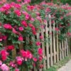 Double Pink Knock Out® Rose 2 Double Pink Knock Out® Rose -Nature Garden Store Pink Knockout Shrub FGT 600x600 407160bc 6cbd 4bfb a426 0fedff3ee3ec