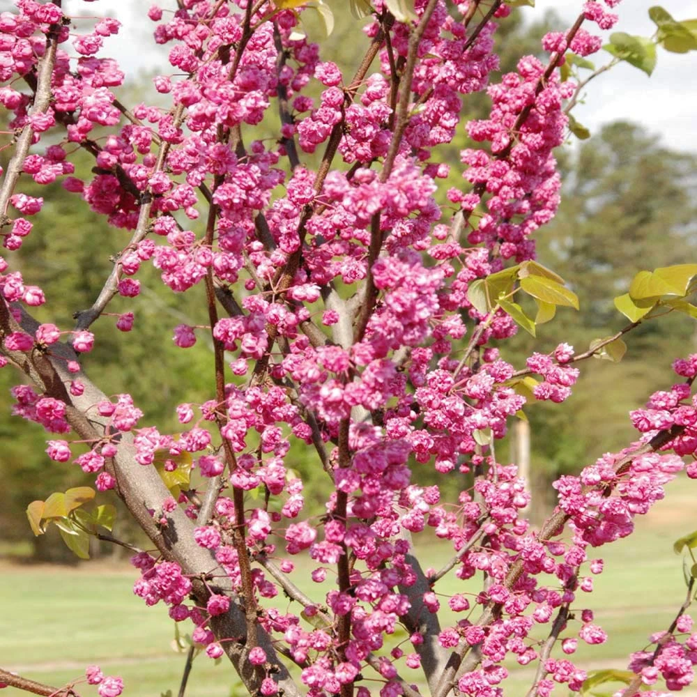 'Pink Pom Poms' Redbud Tree 5 'Pink Pom Poms' Redbud Tree - Image 3