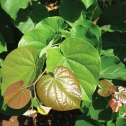 'Pink Pom Poms' Redbud Tree 11 'Pink Pom Poms' Redbud Tree -Nature Garden Store Pink Pom Pom Redbud 4