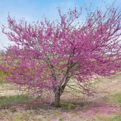 'Pink Pom Poms' Redbud Tree 10 'Pink Pom Poms' Redbud Tree -Nature Garden Store Pink Pom Pom Redbud 5
