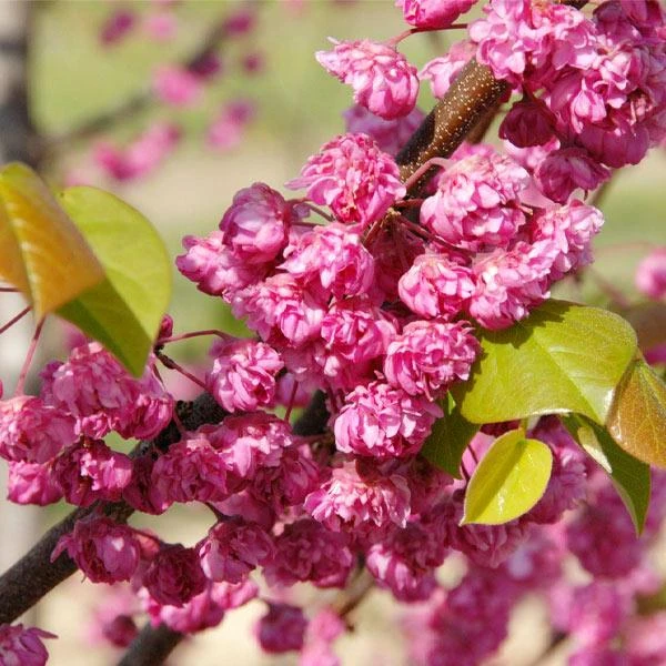 'Pink Pom Poms' Redbud Tree 3 'Pink Pom Poms' Redbud Tree