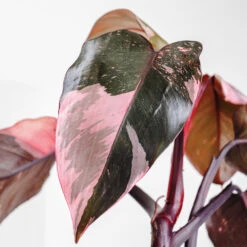 Pink Princess Philodendron -Nature Garden Store Pink Princess 2