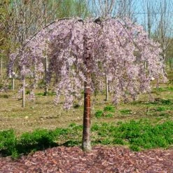Pink Snow Showers™ Weeping Cherry Tree -Nature Garden Store Pink Snow Showers Flowering Chery 1