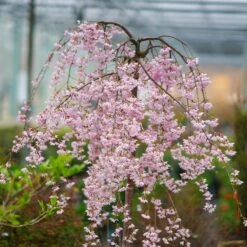 Pink Snow Showers™ Weeping Cherry Tree -Nature Garden Store Pink Snow Showers Flowering Chery 2