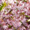 Pink Snow Showers™ Weeping Cherry Tree -Nature Garden Store Pink Snow Showers Flowering Chery 600x600 45472791 766f 4e6f 88c6 4e5396c43109