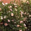 Pink-A-Boo® Camellia Shrub 2 Pink-A-Boo® Camellia Shrub -Nature Garden Store Pink a Boo camellia 600x600 3883eb6d a151 4440 aa86 e2f1f3b3294b