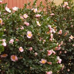 Pink-A-BooĀ® Camellia Shrub