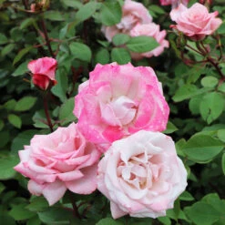 Pinkerbelle™ Rose 10 Pinkerbelle™ Rose -Nature Garden Store Pinkerbelle Rose 5
