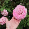 Pinkerbelle™ Rose -Nature Garden Store Pinkerbelle Rose FGT 600x600 be6e8406 d8dc 4685 a65d fbdcdd122191