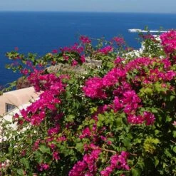 Pink Pixie Bougainvillea -Nature Garden Store Pixie Pink BOugainv illea FGT 3