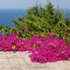 Pink Pixie Bougainvillea -Nature Garden Store Pixie Pink BOugainvillea FGT 600x6004 b15a7a11 8d12 4e58 a9fe 00bf0e9b4685