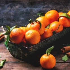 Pixie Mandarin Tree -Nature Garden Store Pixie Mandarin Tree 3