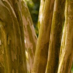 Pink Velour Crape Myrtle -Nature Garden Store Pnk Velour Crape Myrtle