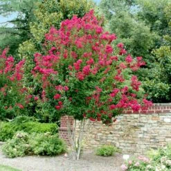 Pink Velour Crape Myrtle -Nature Garden Store Pnk Velour Crape Myrtle 4 FGT