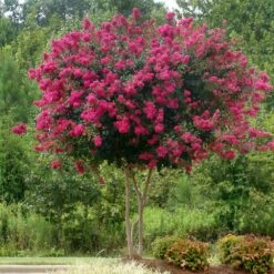 Pink Velour Crape Myrtle -Nature Garden Store Pnk Velour Crape Myrtle 5 FGT