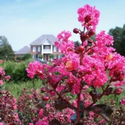 Pink Velour Crape Myrtle -Nature Garden Store Pnk Velour Crape Myrtle 6 FGT