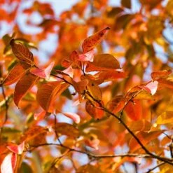 Pink Velour Crape Myrtle -Nature Garden Store Pnk Velour Crape Myrtle 8