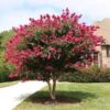 Pink Velour Crape Myrtle 2 Pink Velour Crape Myrtle -Nature Garden Store Pnk Velour Crape Myrtle FGT 600x600 b03142bb 2ee6 41eb 8c3b 61824ffc7733