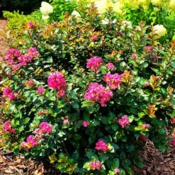 Pocomoke Crape Myrtle -Nature Garden Store Pocomoke Crape myrtle 2