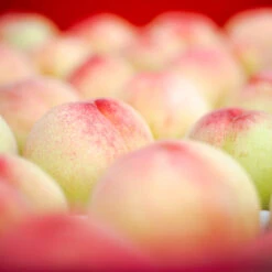 Polly Peach Tree 7 Polly Peach Tree -Nature Garden Store Polly Peach 2