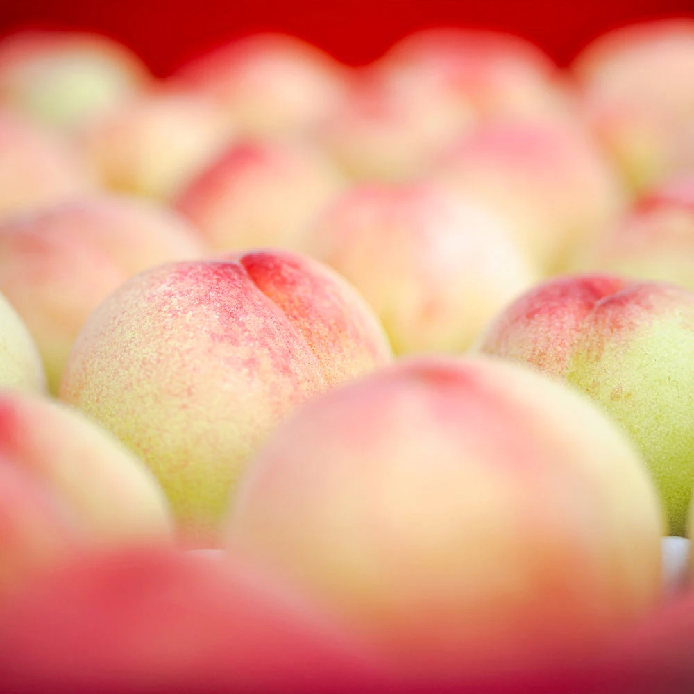 Polly Peach Tree 5 Polly Peach Tree - Image 3