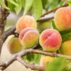 Polly Peach Tree 1 Polly Peach Tree -Nature Garden Store Polly Peach FGT 600x600 1