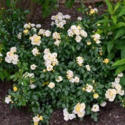 Popcorn Drift® Rose 7 Popcorn Drift® Rose -Nature Garden Store Popcorn Drift Rose 3