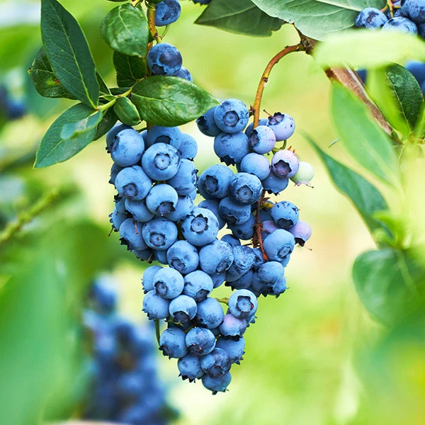 Powderblue Blueberry - USDA Organic 3 Powderblue Blueberry - USDA Organic