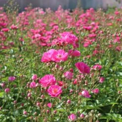 Pretty Polly® Pink Rose -Nature Garden Store Pretty Polly Pink