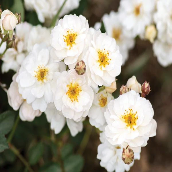 Pretty Polly® White Rose 3 Pretty Polly® White Rose