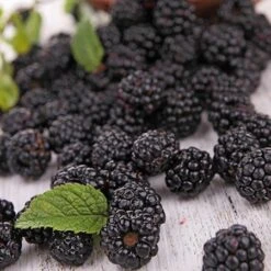 Prime Ark Freedom Blackberry - USDA Organic -Nature Garden Store Prime Ark Freedom Blackberries 2 450w 6eb9fce9 bbe8 4d18 aff3 ccaf8f5427c6