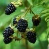 Prime Ark Freedom Blackberry - USDA Organic -Nature Garden Store Prime Ark Freedom Blackberry bush 350w 9cbf9bb2 77d7 4a3f b9a4 c7f5fe216d50