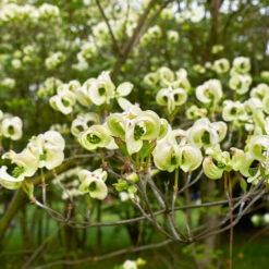 Mexican Flowering Dogwood Tree -Nature Garden Store Pringle Mexican Dogwood 1