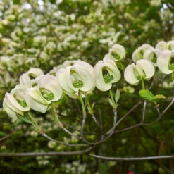 Mexican Flowering Dogwood Tree -Nature Garden Store Pringle Mexican Dogwood 2