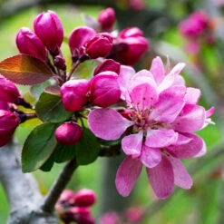 Profusion Crabapple Tree -Nature Garden Store Profussion Crabapple 3 FGT