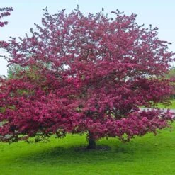 Profusion Crabapple Tree -Nature Garden Store Profussion Crabapple 5