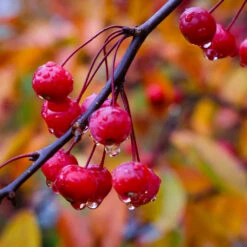 Profusion Crabapple Tree -Nature Garden Store Profussion Crabapple 6