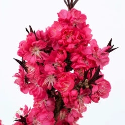 Ruby Ruffle™ Patio Peach Tree -Nature Garden Store Prunus RubyRuffles 2