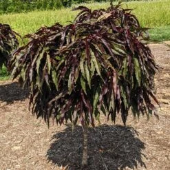 Ruby Ruffle™ Patio Peach Tree -Nature Garden Store Prunus RubyRuffles 3