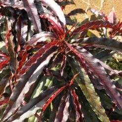 Ruby Ruffle™ Patio Peach Tree -Nature Garden Store Prunus RubyRuffles 6