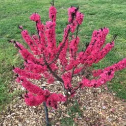 Ruby Ruffle™ Patio Peach Tree -Nature Garden Store Prunus RubyRuffles 7