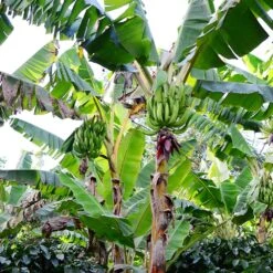 Puerto Rican Plantain Banana Tree 14 Puerto Rican Plantain Banana Tree -Nature Garden Store Puerto Rican Plantain Banana Tree 10