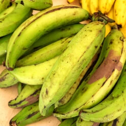 Puerto Rican Plantain Banana Tree 11 Puerto Rican Plantain Banana Tree -Nature Garden Store Puerto Rican Plantain Banana Tree 7