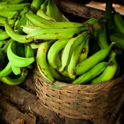 Puerto Rican Plantain Banana Tree 13 Puerto Rican Plantain Banana Tree -Nature Garden Store Puerto Rican Plantain Banana Tree 9
