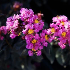 Black Diamond® Crape Myrtle - Purely Purple™ -Nature Garden Store Purely Purple 1